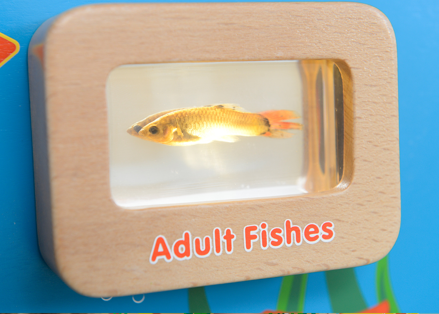 Light-Up Fish Life Cycle Stages Panel